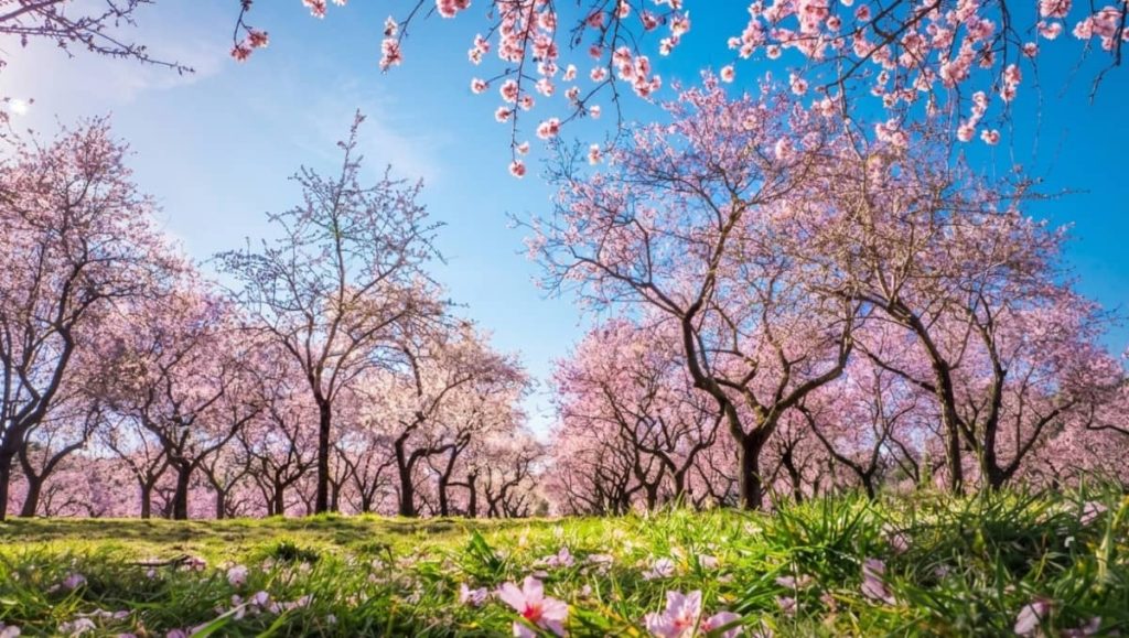 Almendros en flor en Madrid