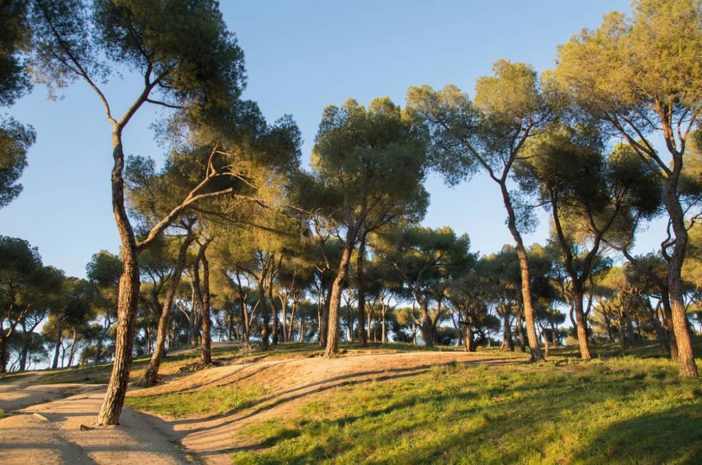 Dehesa de la villa
